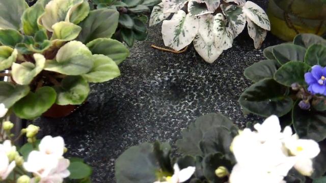 Капиллярные маты для полива фиалок. смотреть онлайн