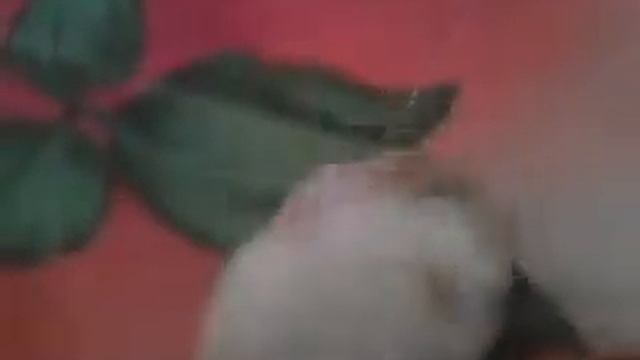 Мой Белый Хомяк смотреть онлайн