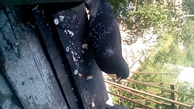 ГоЛуБь ФеДя смотреть онлайн