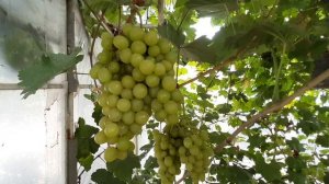 Виноград Солнышко