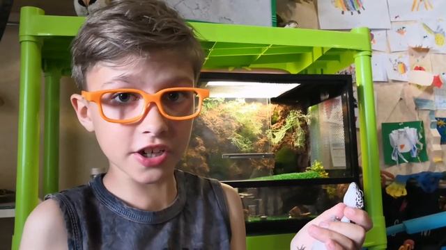 КАК ОПРЕДЕЛИТЬ ПОЛ ЭУБЛЕФАРА