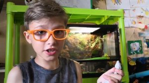 КАК ОПРЕДЕЛИТЬ ПОЛ ЭУБЛЕФАРА