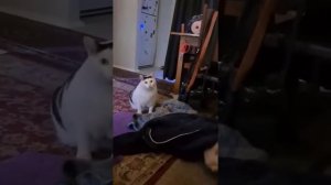 Кот мяукает 10 часов