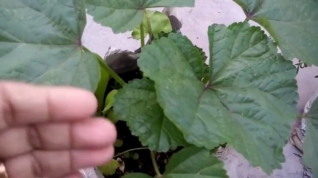 574 - How to grow n care Mallow /Zebrina Hollyhock /French Hollyhock /Malva Sylvestris (Hindi /Urdu смотреть онлайн