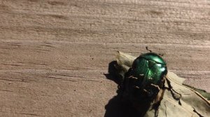 Золотистая бронзовка