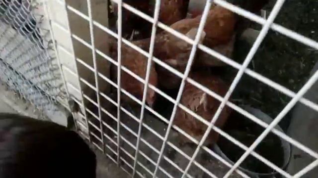 просто кормим курочек смотреть онлайн