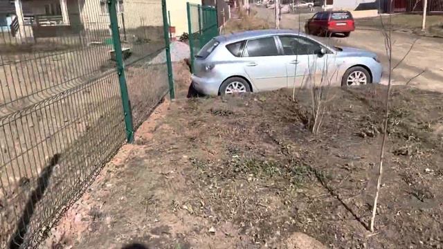 Как отличить саженец кедра от сосны смотреть онлайн