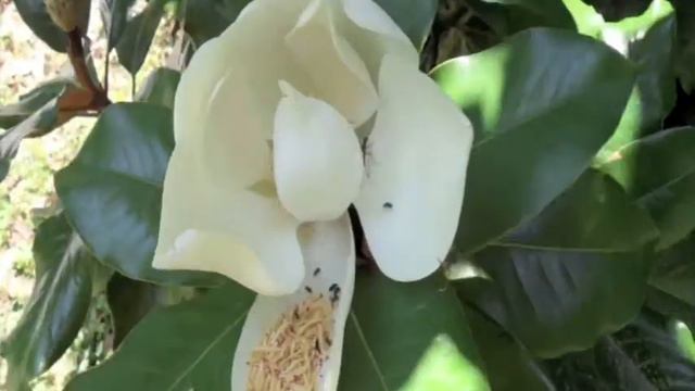 Magnolia Flower Widescreen смотреть онлайн