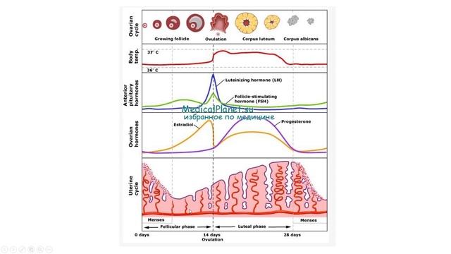 02-35 Опухоли тела матки смотреть онлайн