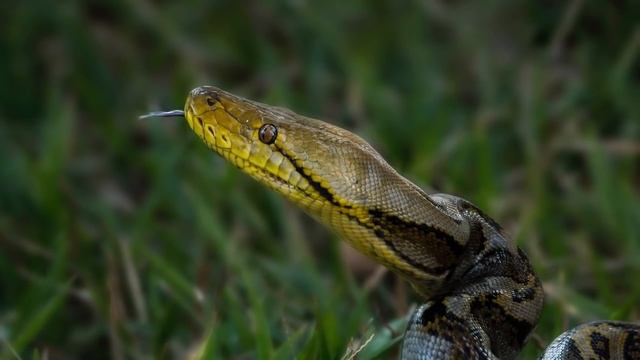 ПЕРЕЖИВШИЕ ДИНОЗАВРОВ: ЭВОЛЮЦИЯ ЗМЕЙ | Генетика, гипотезы происхождения, жизнь с динозаврами смотреть онлайн