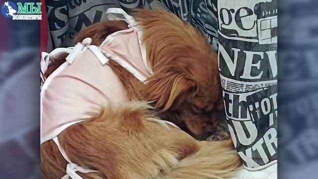 ?? ПЕКИНЕСЫ-СПАСЕНЫШИ из зоны СВО (мама и дочка) - УЕХАЛИ ДОМОЙ❗❗ Спасибо за помощь, ДРУЗЬЯ❗❗ смотреть онлайн