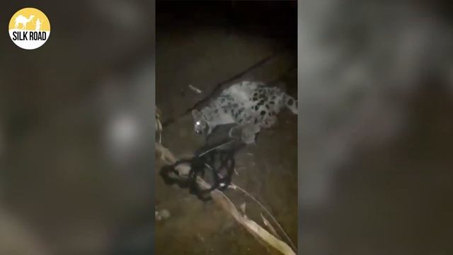 Неизвестные поймали Снежного Барса смотреть онлайн