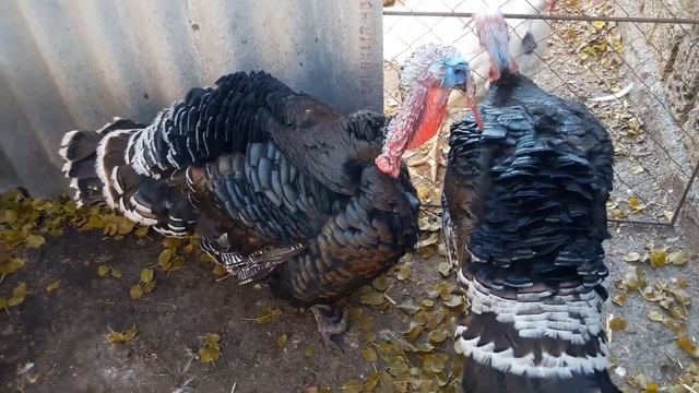 какой Индюк пойдёт на племя//почему Индюки дерутся смотреть онлайн