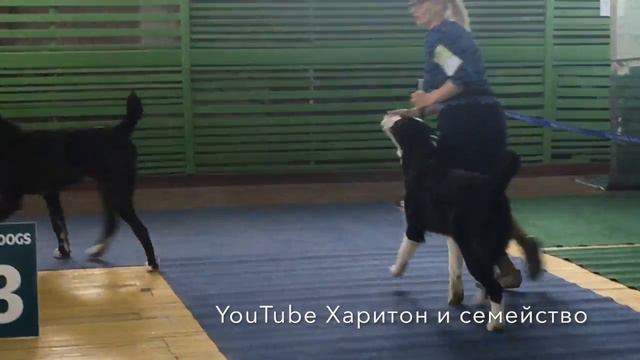 Выставка собак г.Владивосток 26 мая 2018 г - ринги сао смотреть онлайн