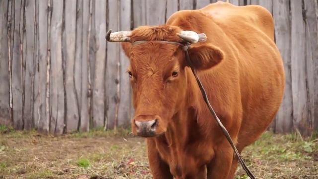 Жители Тюкалинска оказались на плаву смотреть онлайн