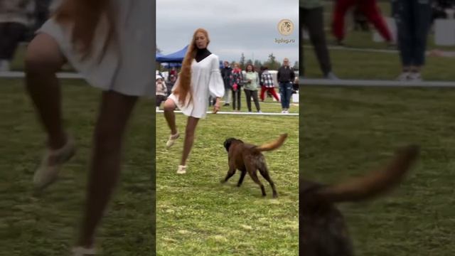 Учёный пёс: танцы с собаками. Показательные выступления 10.09.2023. смотреть онлайн
