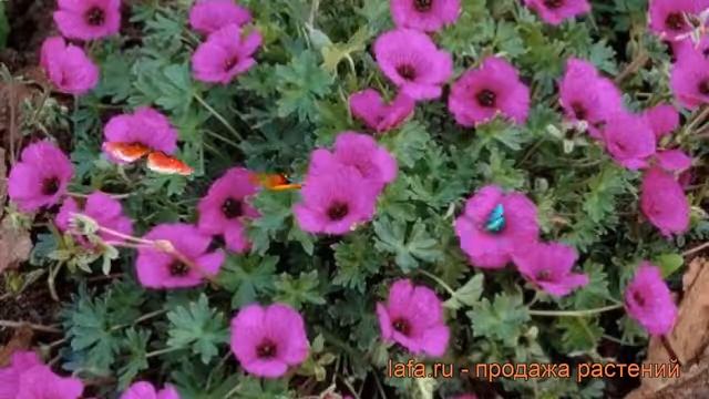 Герань пепельная Джузеппе (geranium cinereum giuseppe) ? обзор: как сажать, саженцы герани Джузеппе смотреть онлайн
