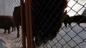 Катаем на снегоходах в Токсово I Зубробизоны