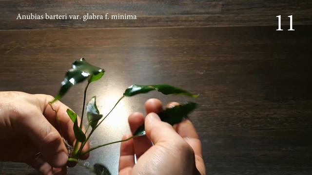 ТОП 18 АНУБИАСОВ смотреть онлайн