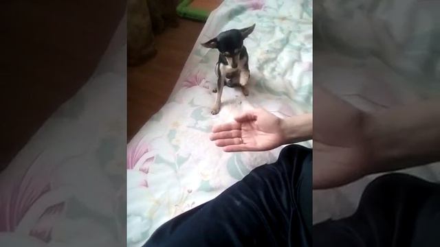 Той терьер даёт лапу смотреть онлайн