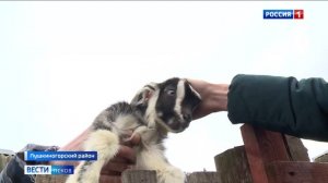 В Пушкиногорском районе волки нападают на домашних животных