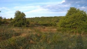 Нагонка гончей по зайцу весной.