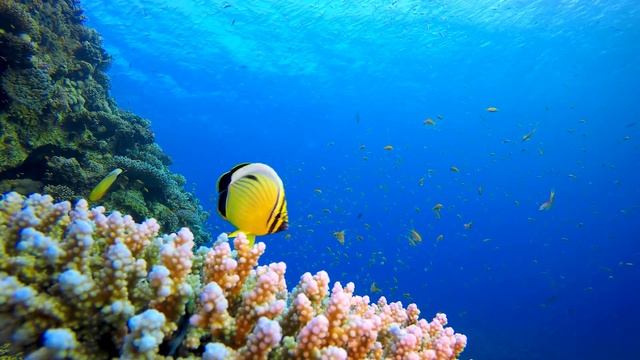 Красивая расслабляющая музыка • Спокойная фортепианная музыка ? Yспокаивающая музыка для нервов смотреть онлайн