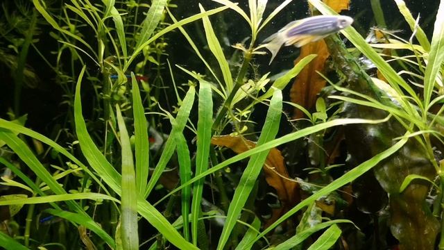 АМЕКА БЛЕСТЯЩАЯ. ЖИВОРОДЯЩАЯ АКВАРИУМНАЯ РЫБКА. УХОД, СОДЕРЖАНИЕ, КОРМЛЕНИЕ И РАЗВЕДЕНИЕ. смотреть онлайн