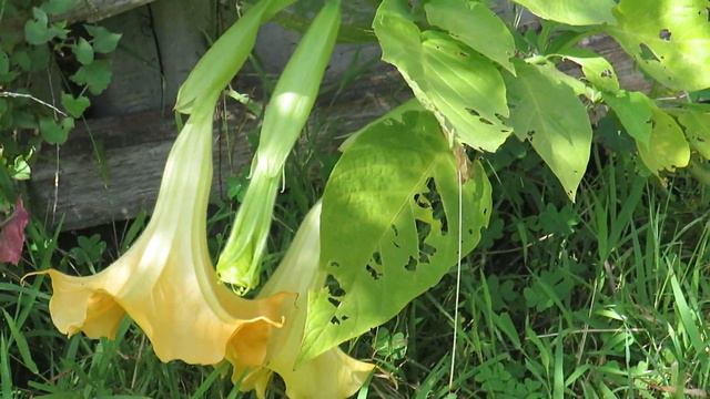 Brugmansia suaveolens from cuttings, flowers смотреть онлайн
