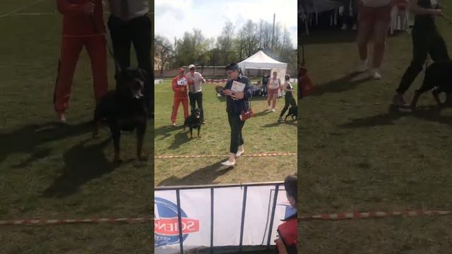 Лучший представитель породы(ЛПП) г.Смоленск 02.05.18 смотреть онлайн