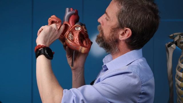 SA node & AV node (heart anatomy) смотреть онлайн