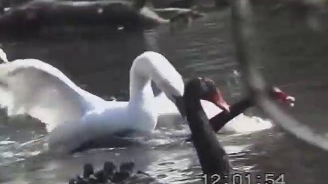 Межвидовая агрессия у лебедей смотреть онлайн