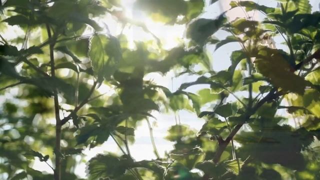 Талант и предназначение. Как с этим жить и где искать? смотреть онлайн