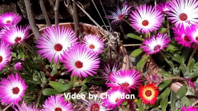 Ice Plant (Mesembryanthemum) смотреть онлайн