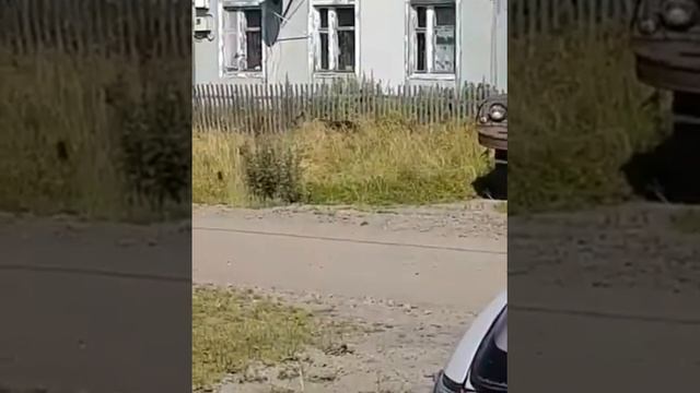 НИЧЕГО НОВОГО, МЕДВЕДЬ ПО ГОРОДУ ХОДИТ😂 смотреть онлайн
