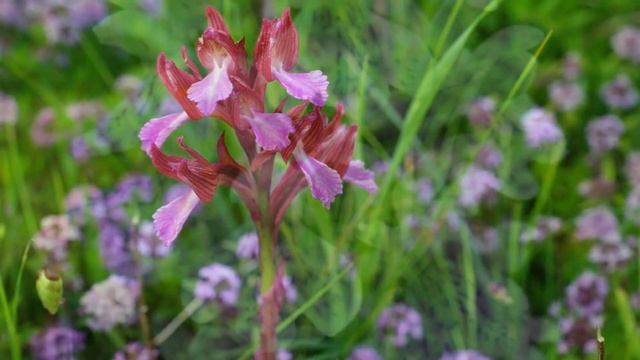 Выращивание Ятрышника как бизнес идея смотреть онлайн