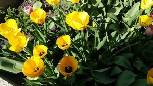 Тюльпаны весной