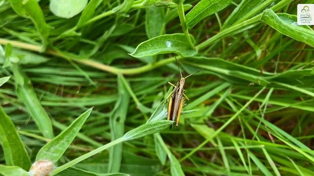 Отдел сохранения биоразнообразия смотреть онлайн