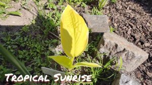 Обзор самых жёлтых сортов хост из моей коллекции