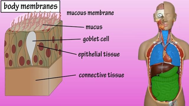 Body Membranes - Types Of Membranes In The Body - Serous Membranes - Mucous Membranes смотреть онлайн