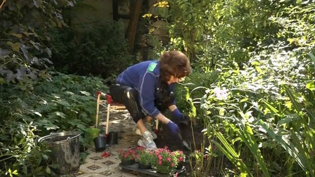 ГВОЗДИКА ТРАВЯНКА 'КОНФЕТТИ' смотреть онлайн