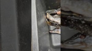 Сухой посол щуки финал