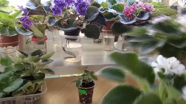 Фиалки./ Предлагаю излишки моей коллекции. смотреть онлайн