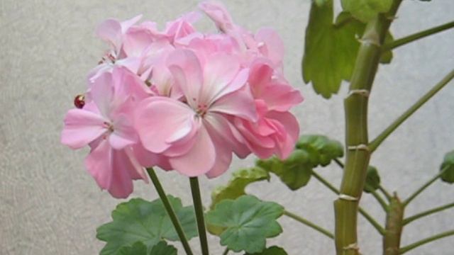 розовая осенняя геранька смотреть онлайн