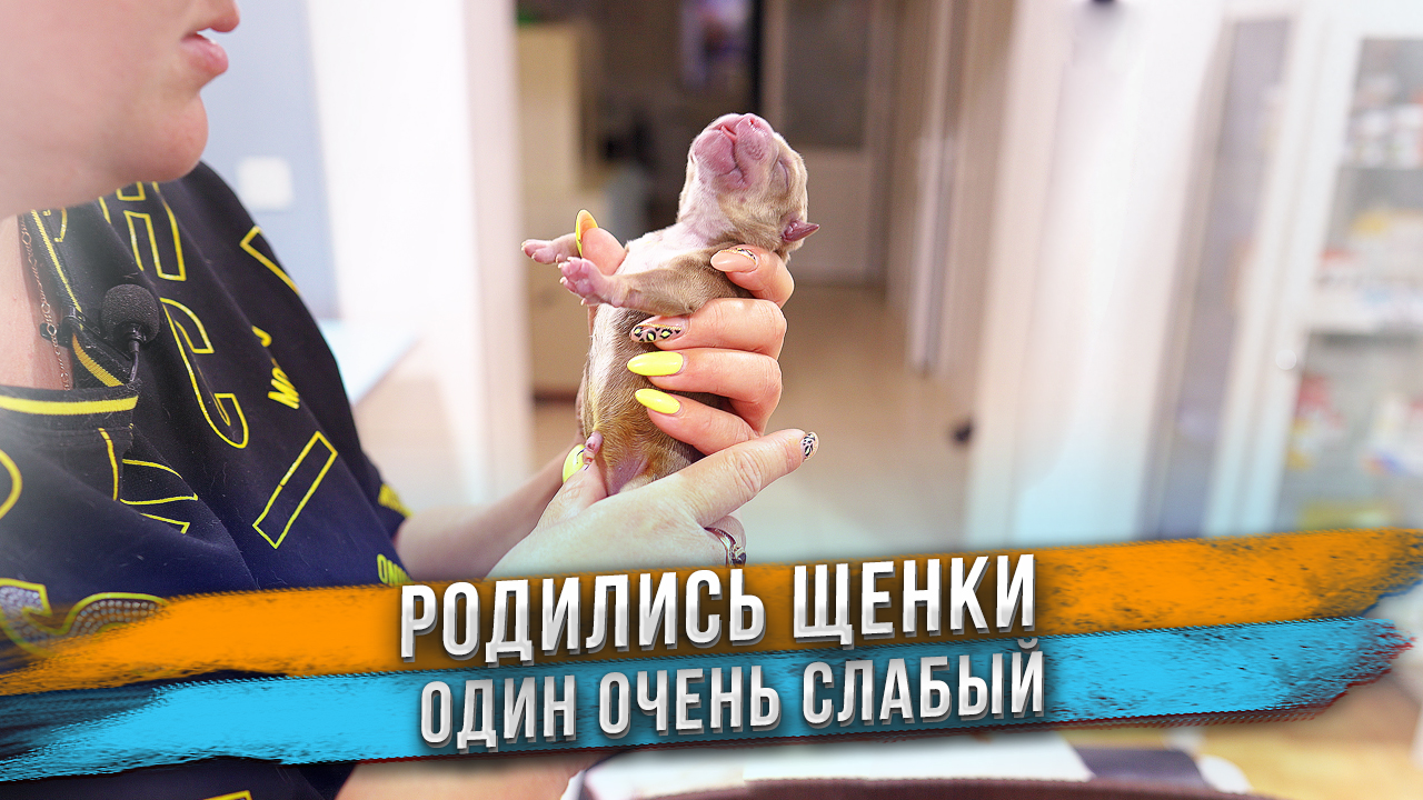 Щенок родился Синий и Слабый. Не выживет? Роды у собаки. смотреть онлайн