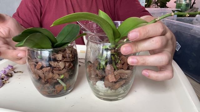 ПОЛИВ ОРХИДЕЙ в закрытой системе и пересадка орхидеи БУРГУНДИЯ слив воды с орхидей 040520 смотреть онлайн