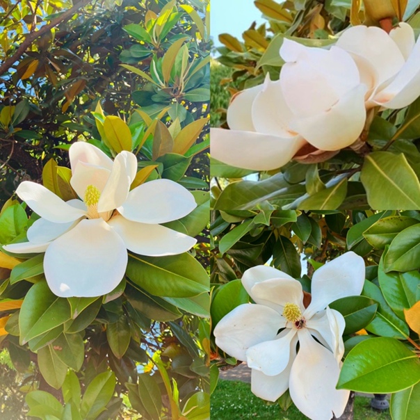 Абхазия весной. Цветущая магнолия , эвкалиптовые и бамбуковые рощи, цветущий мандарин. смотреть онлайн