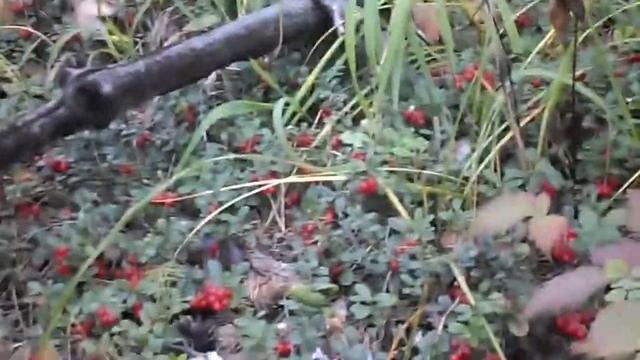 Окунево.Брусника.Ягоды.Лес.зарисовка. смотреть онлайн
