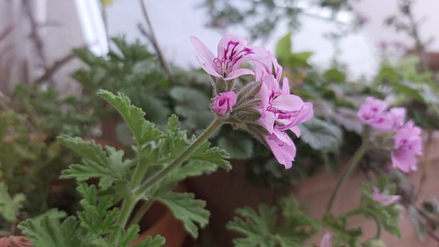 Pelargonium Roseum,Pelargonium Graveolens,Rose Pelargonium,Barbarozë(2)
