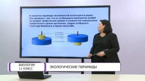 Биология. 11 класс. Экологические пирамиды /02.04.2021/